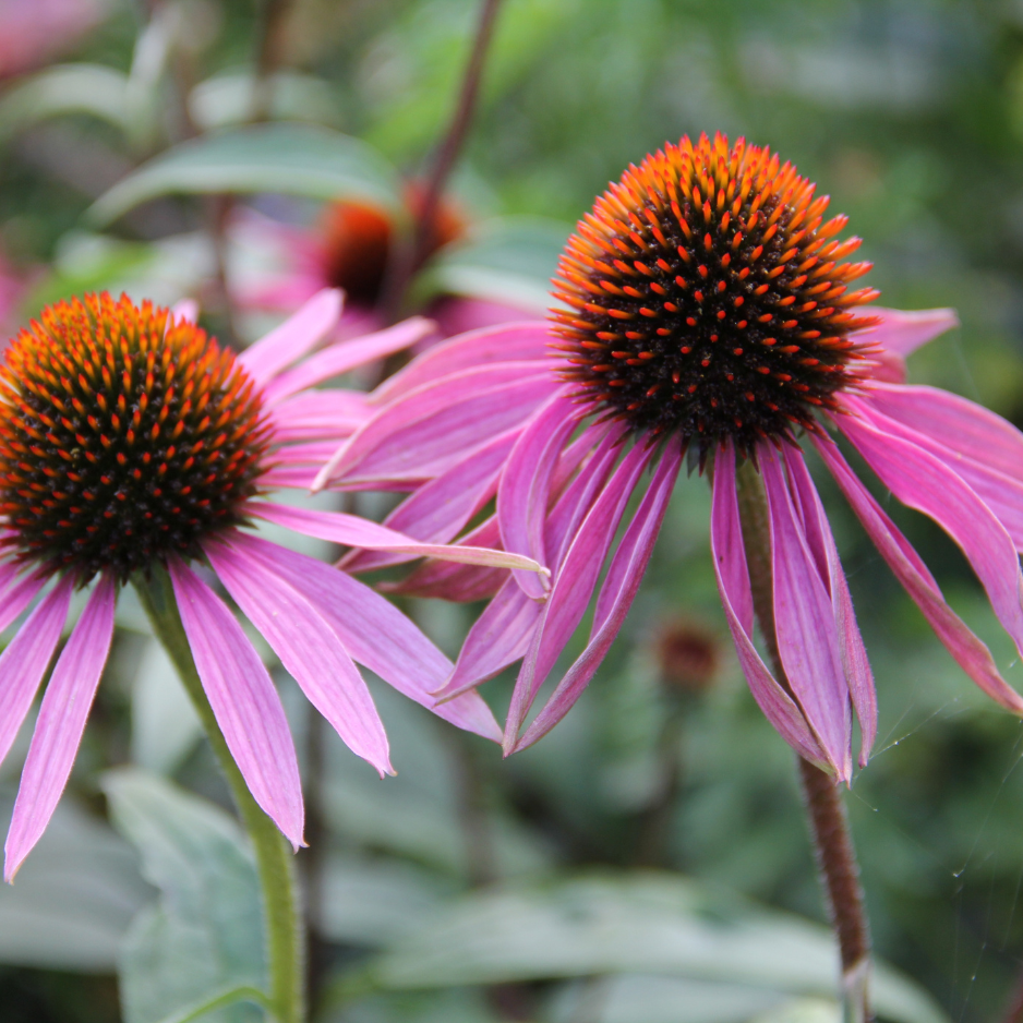 Echinacea