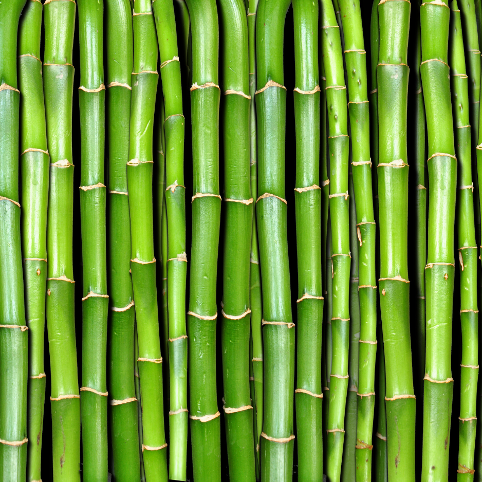 Bamboo Stem