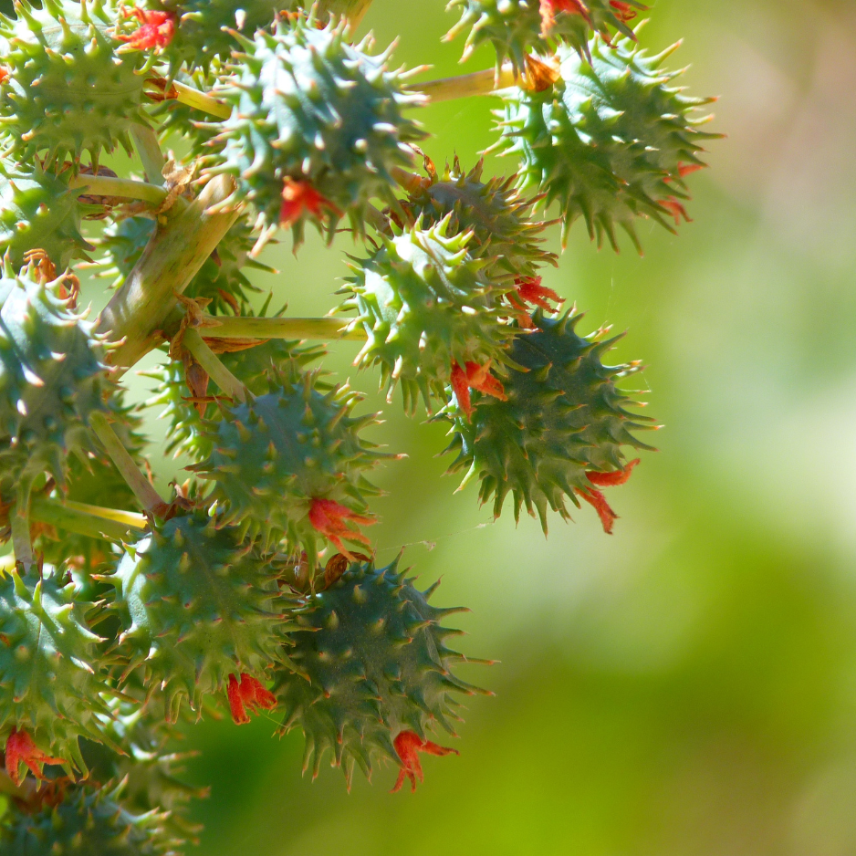 Castor Oil