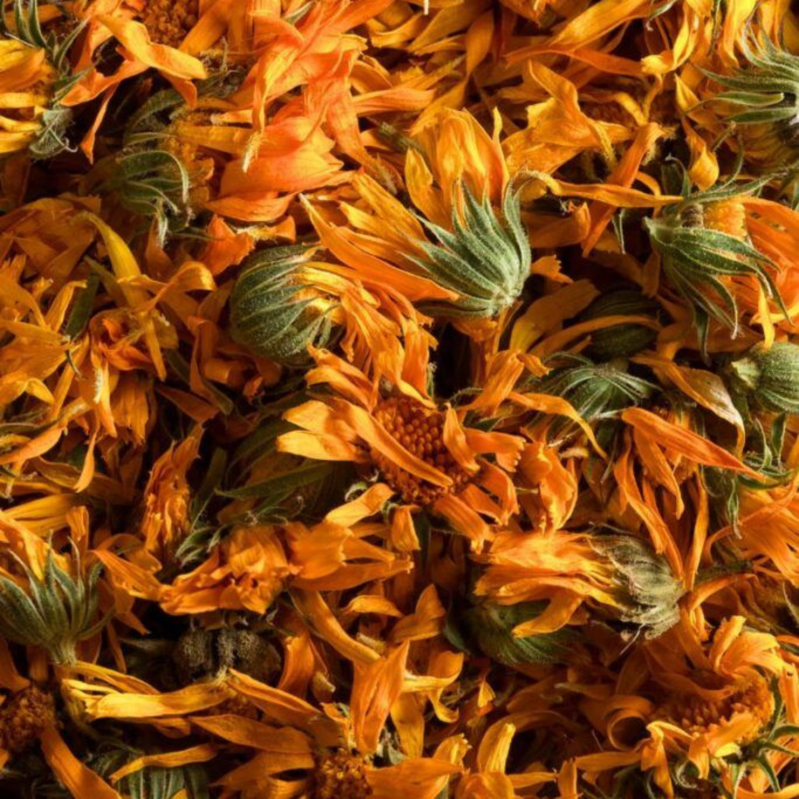 Calendula flowers